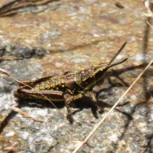 Monistria concinna at Cotter River, ACT - 20 Feb 2021