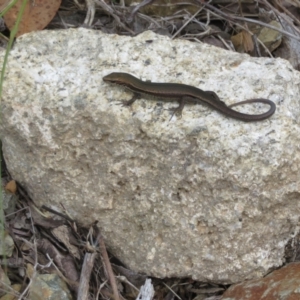 Pseudemoia entrecasteauxii at Cotter River, ACT - 20 Feb 2021