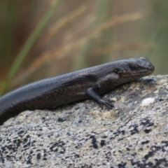 Pseudemoia entrecasteauxii at Cotter River, ACT - 20 Feb 2021