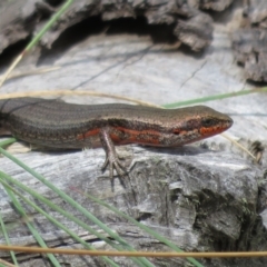 Pseudemoia entrecasteauxii at Cotter River, ACT - 20 Feb 2021 03:51 PM