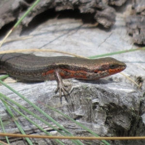 Pseudemoia entrecasteauxii at Cotter River, ACT - 20 Feb 2021