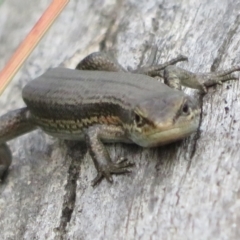 Pseudemoia entrecasteauxii at Cotter River, ACT - 20 Feb 2021