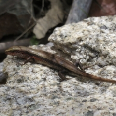 Pseudemoia entrecasteauxii at Cotter River, ACT - 20 Feb 2021