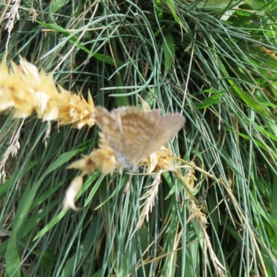 Theclinesthes serpentata (Saltbush Blue) at Cotter River, ACT - 20 Feb 2021 by Christine