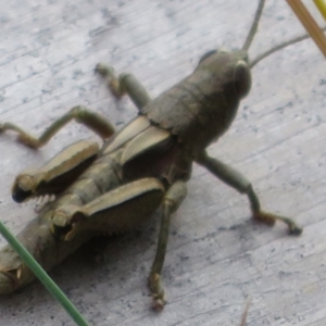 Percassa rugifrons at Cotter River, ACT - 20 Feb 2021