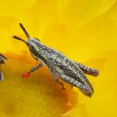 Monistria concinna (Southern Pyrgomorph) at Cotter River, ACT - 20 Feb 2021 by Christine