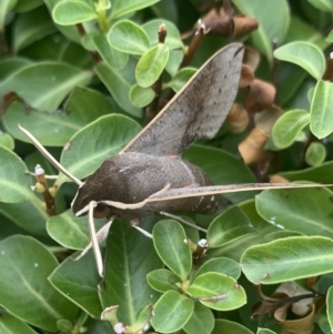 Hippotion scrofa at Greenway, ACT - 23 Feb 2021 09:57 AM