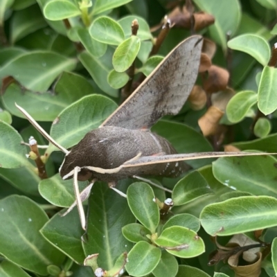 Hippotion scrofa (Coprosma Hawk Moth) at Greenway, ACT - 22 Feb 2021 by Ash295