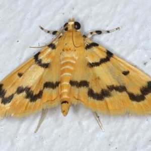 Dichocrocis clytusalis at Ainslie, ACT - 22 Feb 2021