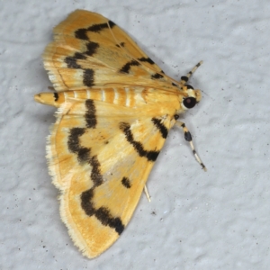 Dichocrocis clytusalis at Ainslie, ACT - 22 Feb 2021