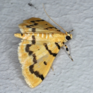 Dichocrocis clytusalis at Ainslie, ACT - 22 Feb 2021