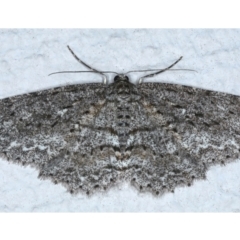 Ectropis fractaria (Ringed Bark Moth) at Ainslie, ACT - 22 Feb 2021 by jb2602