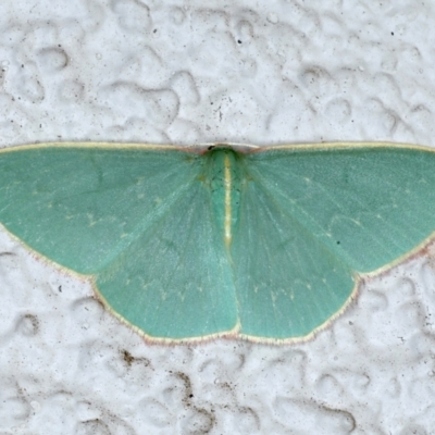 Chlorocoma dichloraria (Guenee's or Double-fringed Emerald) at Ainslie, ACT - 21 Feb 2021 by jb2602