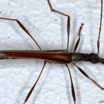 Rhinophthalmus nasutus (A Longhorn Beetle) at Ainslie, ACT - 21 Feb 2021 by jb2602