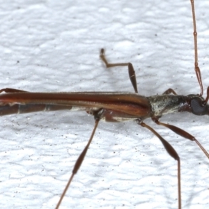 Rhinophthalmus nasutus at Ainslie, ACT - 21 Feb 2021