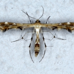 Sphenarches anisodactylus (Geranium Plume Moth) at Ainslie, ACT - 22 Feb 2021 by jb2602