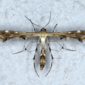 Sphenarches anisodactylus at Ainslie, ACT - 22 Feb 2021 08:47 PM