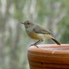 Acanthiza reguloides (Buff-rumped Thornbill) at Googong, NSW - 21 Feb 2021 by Wandiyali