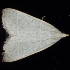 Ocrasa albidalis (A Pyralid moth) at Ainslie, ACT - 22 Feb 2021 by jb2602