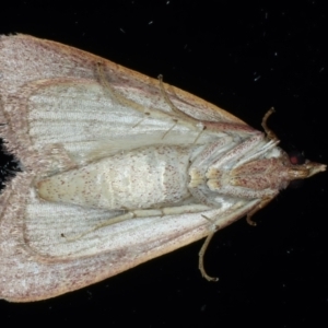 Ocrasa albidalis at Ainslie, ACT - 22 Feb 2021