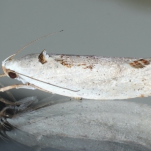 Tymbophora peltastis at Ainslie, ACT - 22 Feb 2021