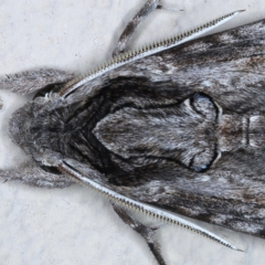 Agrius convolvuli at Ainslie, ACT - 22 Feb 2021