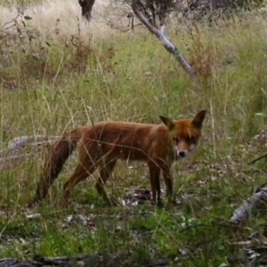 Vulpes vulpes (Red Fox) at Tuggeranong DC, ACT - 22 Feb 2021 by ChrisHolder