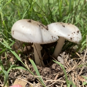 zz agaric (stem; gills white/cream) at Holt, ACT - 23 Feb 2021