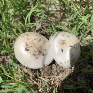 zz agaric (stem; gills white/cream) at Holt, ACT - 23 Feb 2021