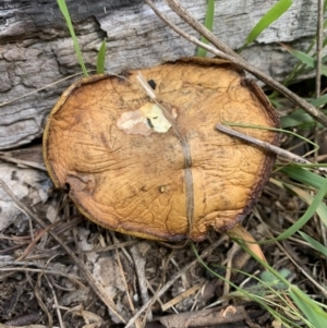 zz bolete at Holt, ACT - 23 Feb 2021