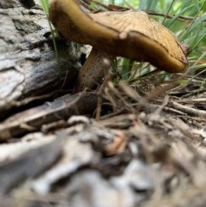 zz bolete at Holt, ACT - 23 Feb 2021