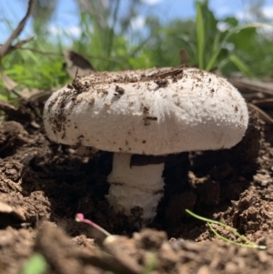 Amanita sp. at Holt, ACT - 23 Feb 2021