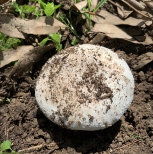 Amanita sp. at Holt, ACT - 23 Feb 2021