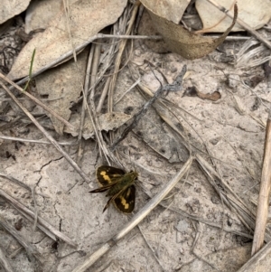 Ocybadistes walkeri at Holt, ACT - 23 Feb 2021