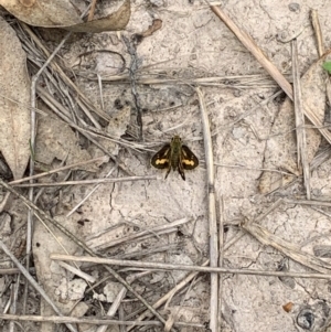 Ocybadistes walkeri at Holt, ACT - 23 Feb 2021