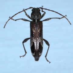 Phacodes personatus (Longhorn beetle) at Ainslie, ACT - 20 Feb 2021 by jbromilow50
