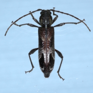 Phacodes personatus at Ainslie, ACT - 20 Feb 2021