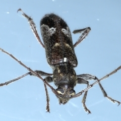 Phacodes personatus at Ainslie, ACT - 20 Feb 2021