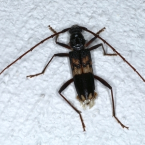 Phoracantha semipunctata at Ainslie, ACT - 20 Feb 2021 10:00 PM