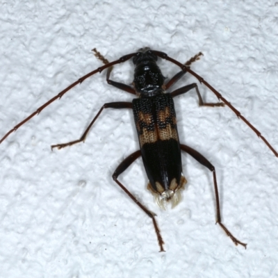 Phoracantha semipunctata (Common Eucalypt Longicorn) at Ainslie, ACT - 20 Feb 2021 by jbromilow50