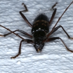 Phoracantha semipunctata at Ainslie, ACT - 20 Feb 2021