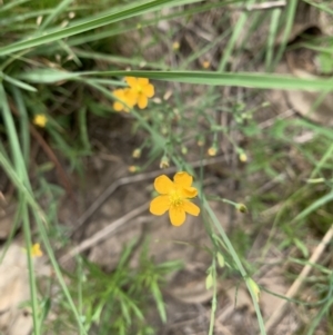 Hypericum gramineum at Holt, ACT - 23 Feb 2021