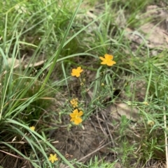 Hypericum gramineum at Holt, ACT - 23 Feb 2021