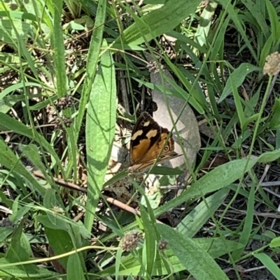 Heteronympha merope (Common Brown Butterfly) at Holt, ACT - 23 Feb 2021 by Eland