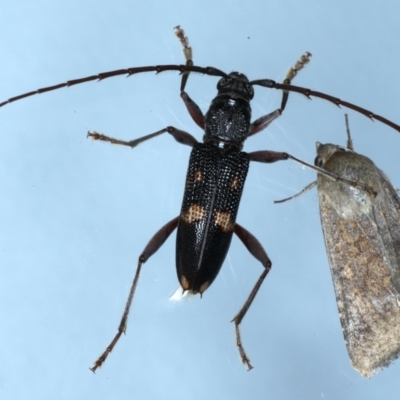 Phoracantha punctata (Longhorn beetle) at Ainslie, ACT - 20 Feb 2021 by jbromilow50