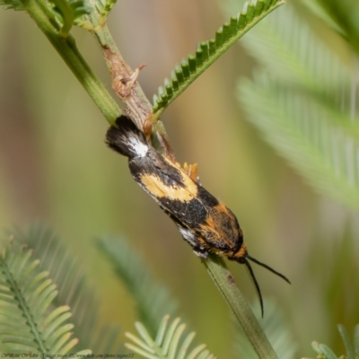 Miscera homotona (A Little Bear moth (family Brachodidae)) at Bruce, ACT - 22 Feb 2021 by Roger