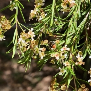 Lipotriches (Austronomia) ferricauda at Aranda, ACT - 22 Feb 2021