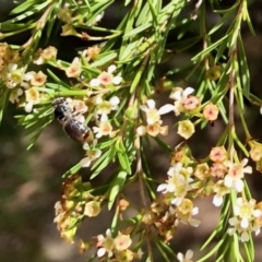 Lipotriches (Austronomia) ferricauda at Aranda, ACT - 22 Feb 2021