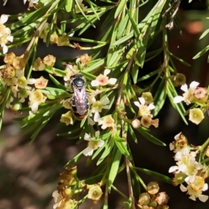 Lipotriches (Austronomia) ferricauda at Aranda, ACT - 22 Feb 2021