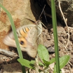 Junonia villida at Aranda, ACT - 23 Feb 2021